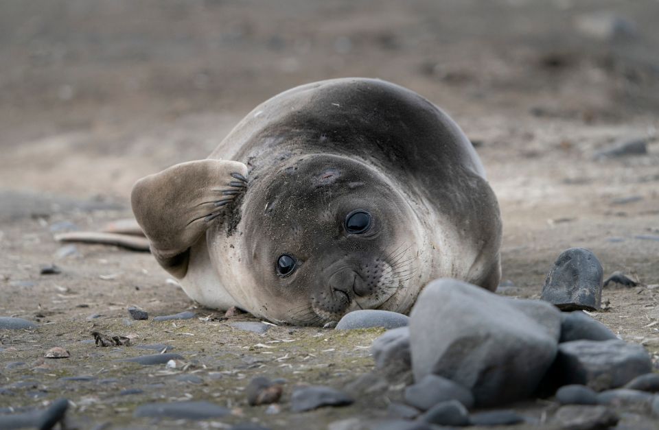 Antarctica seal