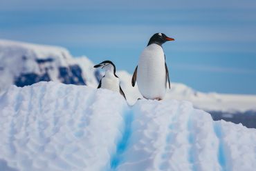 Gentoo penguin in Antarctica