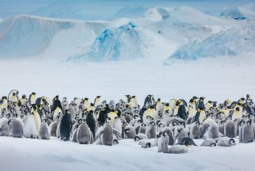 Emperor penguins at Snow Hill Island, Antarctica