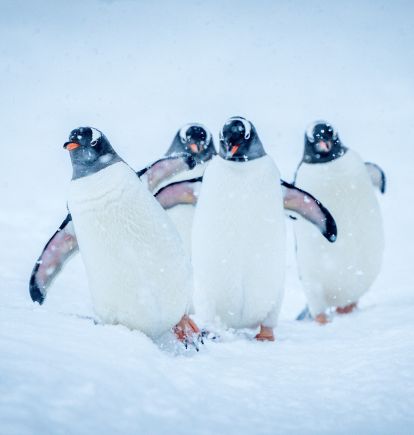 Gentoo penguins in Antarctica