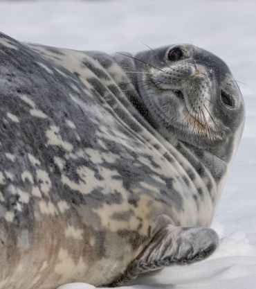 Seal, Antarctica
