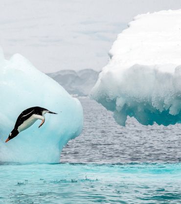 Gentoo penguin, Antarctica