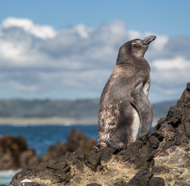 Penguin, Chiloe, Chile