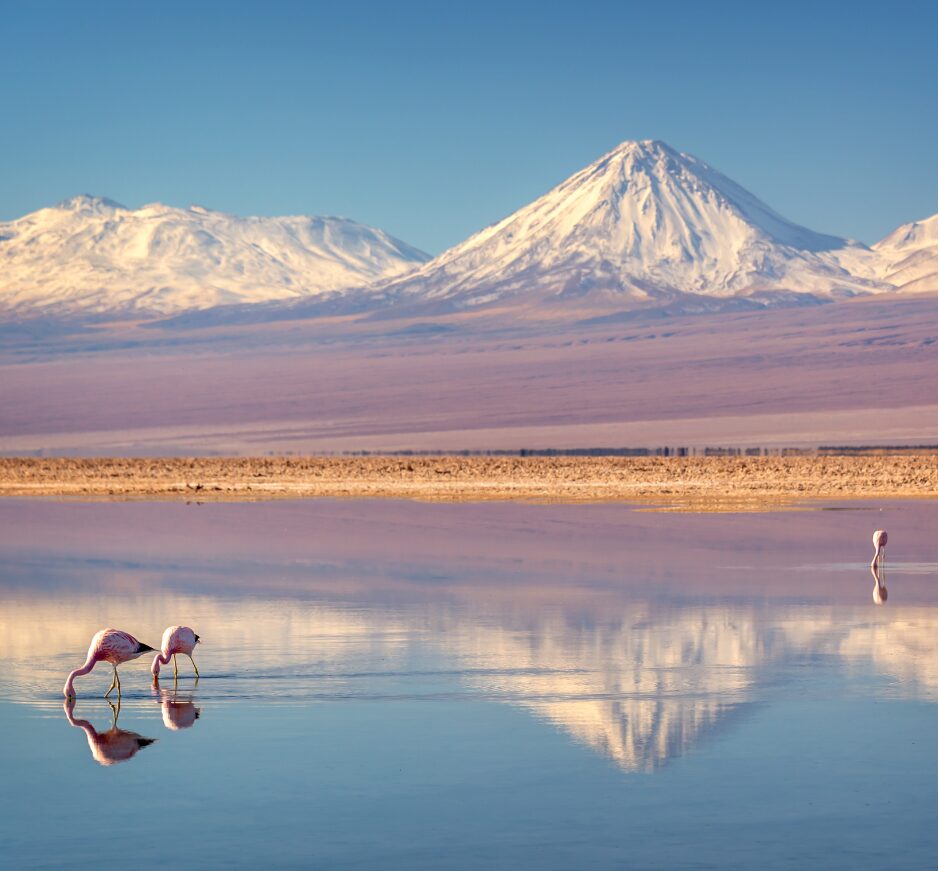 Snowy Licancabur volcano in Andes montains reflecting in the wate of Laguna Chaxa with Andean flamingos, Atacama salar, Chile