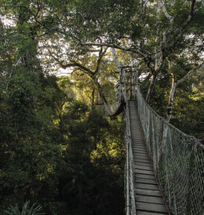 Hanging Bridges, Reserva Amazonica, Amazon Rainforest, Peru