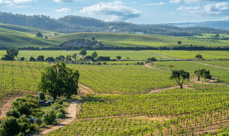 casablanca valley, chile