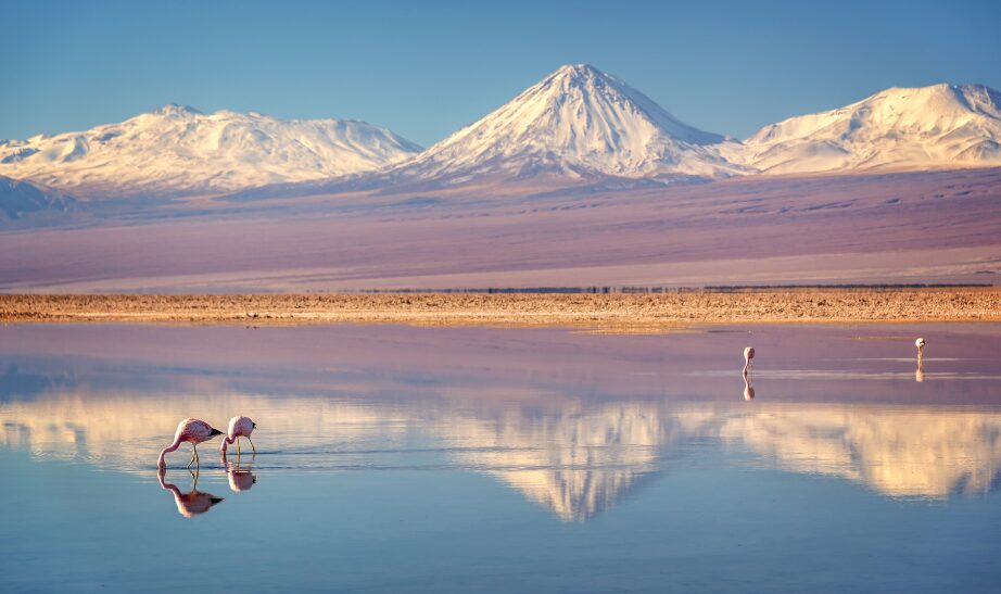 Laguna Chaxa with Andean flamingos, Atacama salar, Chile