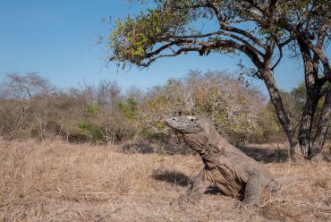 Komodo Islands