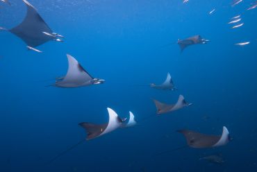 Diving in the Spice Islands