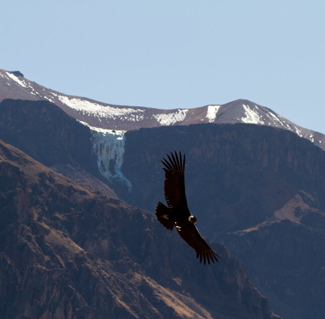 Condor, Puqio, Colca Valley, Peru