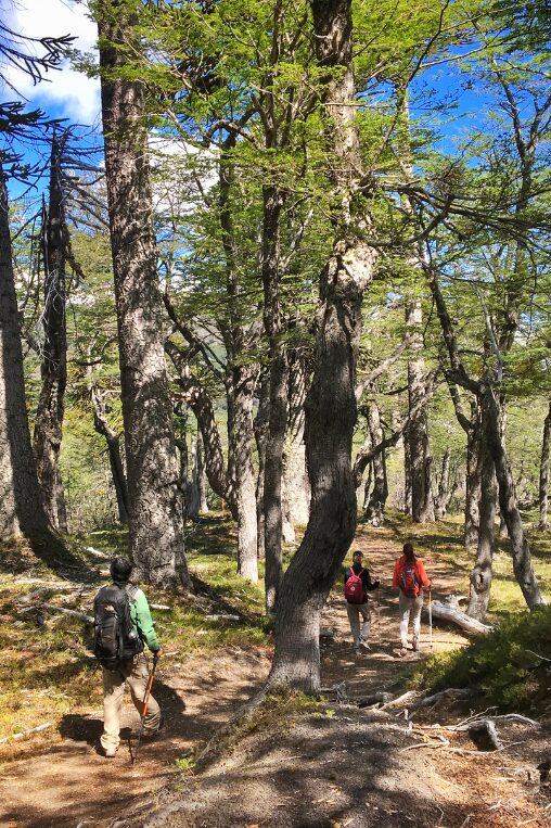 vira vira-trekking in the chilean lake district