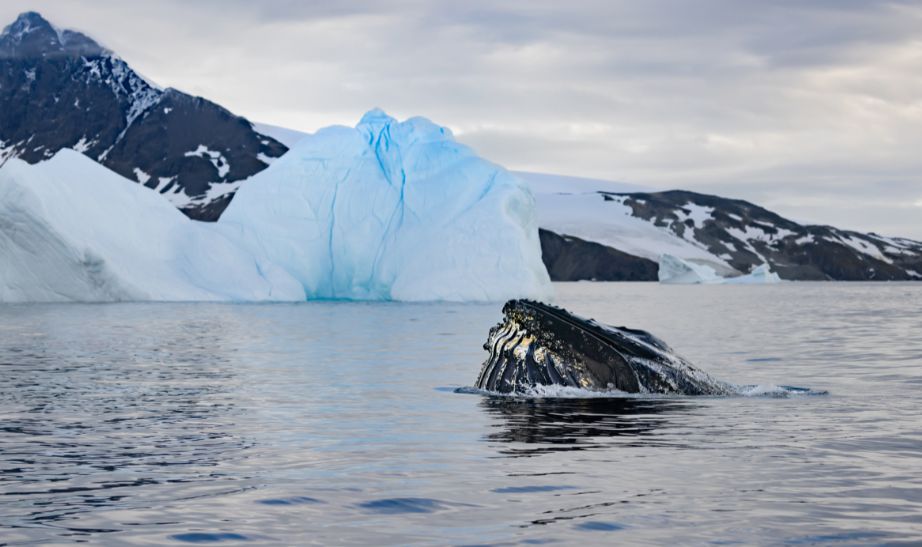 Whale spotting in Antarctica SWANN
