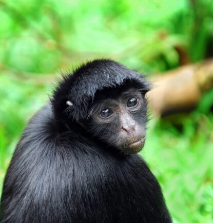 Monkey, Aria Amazon, Peru