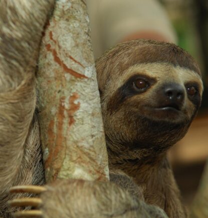 Sloth, Aria Amazon, Peru