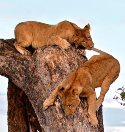 Barclay Stenner Camp, Moremi Wildlife Reserve, Botswana