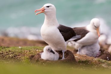 Black-browed albatross, The Falklands