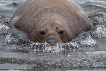 Southern elephant seal, South Georgia