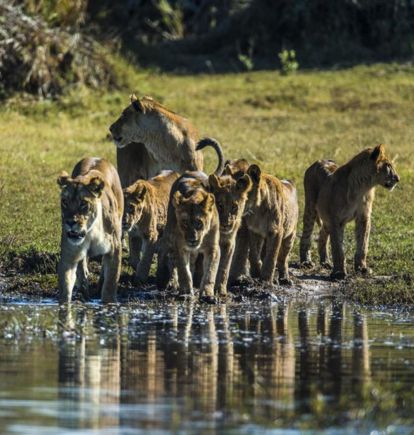 Duba Plains, Okavango Delta, Botswana