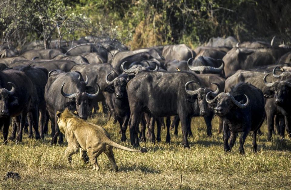 Duba Plains, Okavango Delta, Botswana