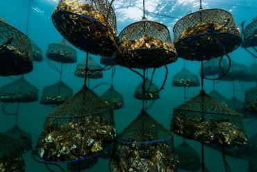 Pearl farming, Japan