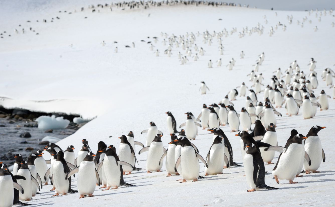 Wildlife_penguins_gentoo_procession_Cuverville