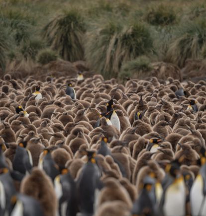 South Georgia, Swann Hellenic