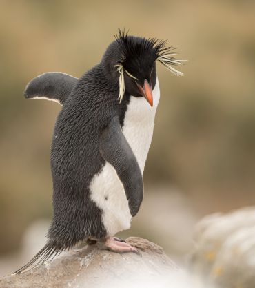 Southern rockhopper penguin, The Falklands