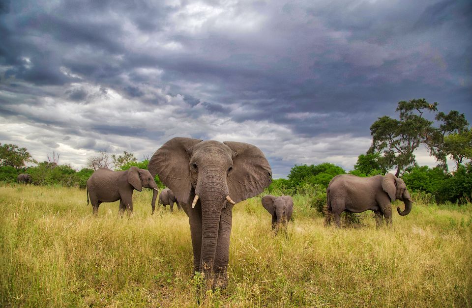 Barclay Stenner Camp, Moremi Wildlife Reserve, Botswana