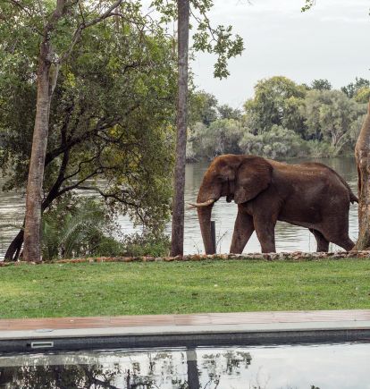 Palm River, Victoria Falls, Zimbabwe