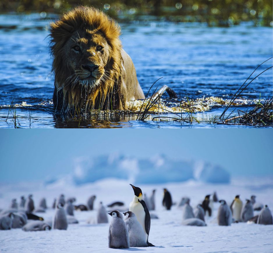 The ultimate safari: Botswana and Antarctica