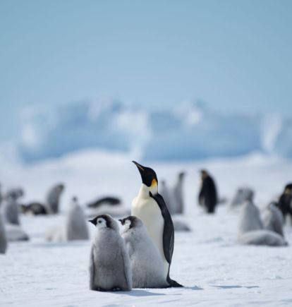 Emperor Penguins