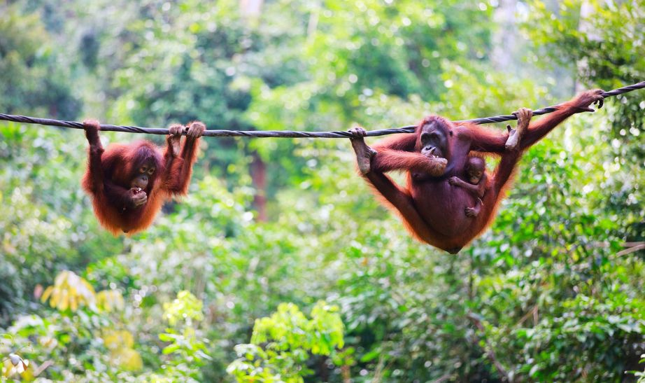 Orangutans in Borneo