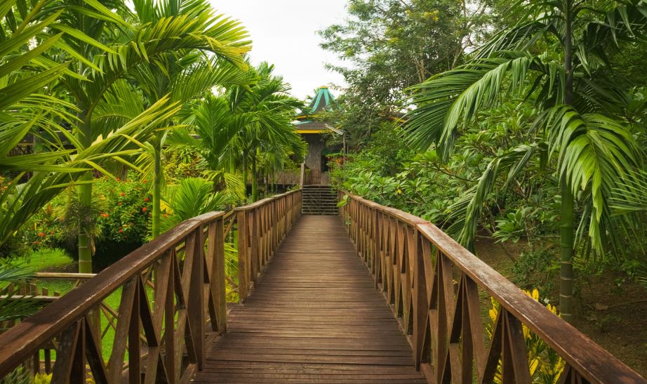 Sepilok forest, Borneo Istock