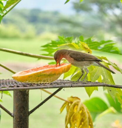 Bird, Hacienda Bambusa, Coffee Triange, Colombia
