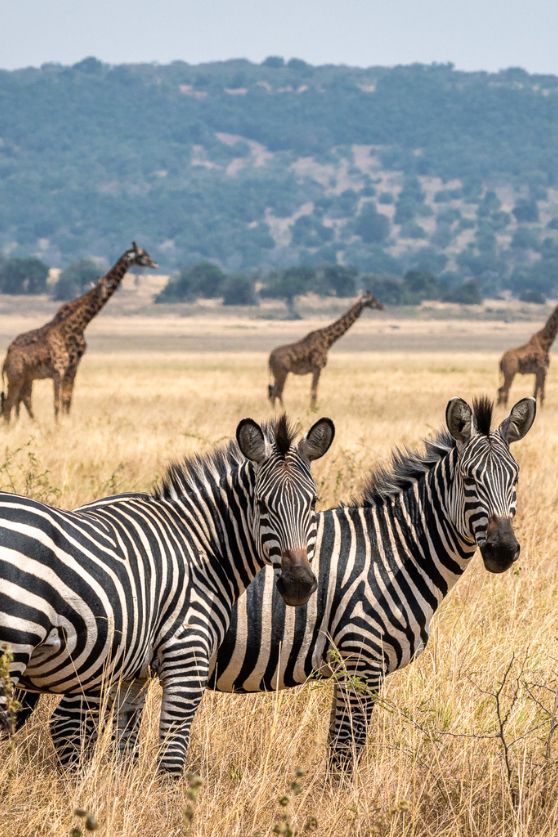 safari in rwanda