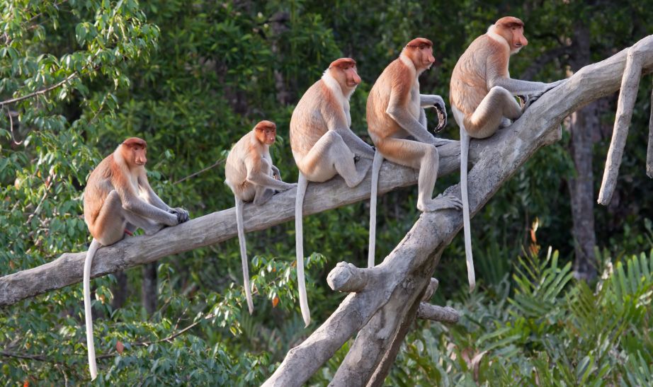 Proboscis monkeys, Borneo GETTY