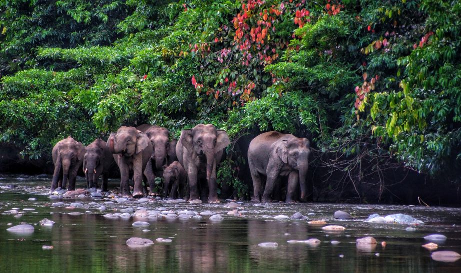 Pygmy Elephants, Borneo GETTY