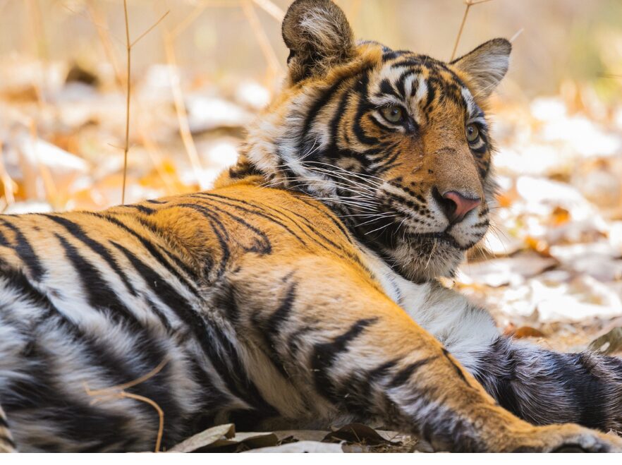 Tiger, Aman-i-Khás, Ranthambore National Park, India