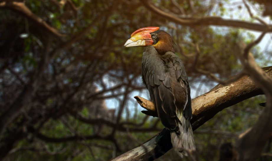 Blyth's Hornbill (Rhyticeros plicatus), Borneo GETTY