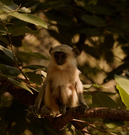 Aman I Khas, Ranthambore, India