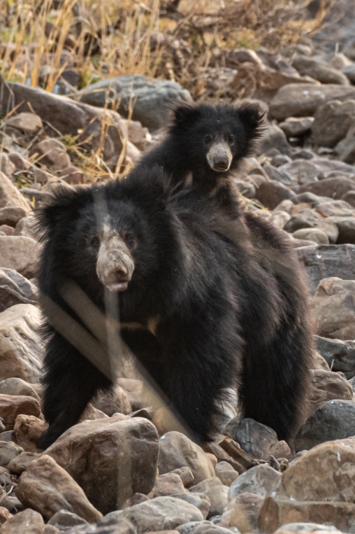 Sloth Bear India