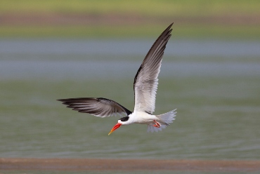Chambal River, Rajasthan, India