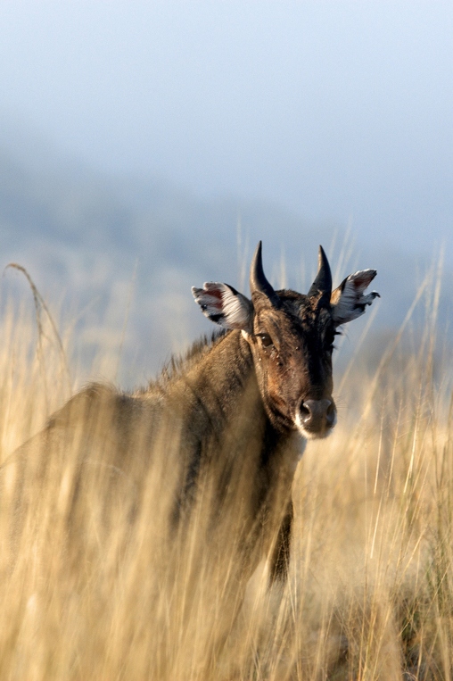 Wildlife India