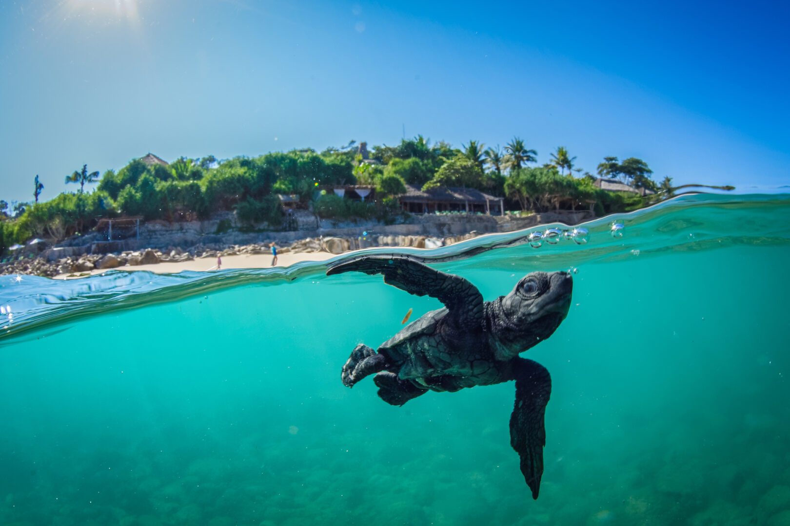 Baby turtle swimming.