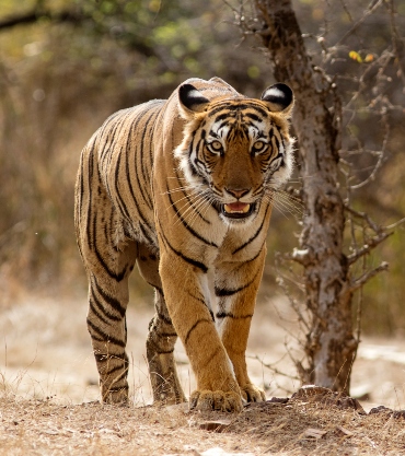 Tiger, India