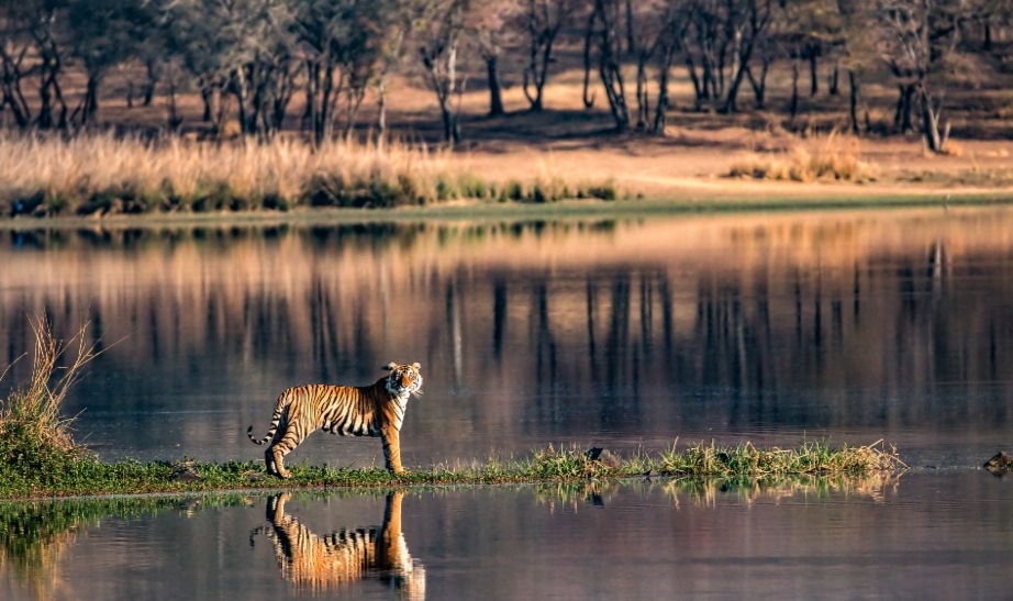 Ranthambore, Tiger, India