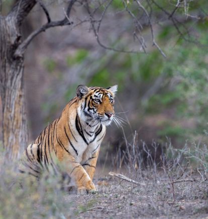 Ranthambore National Park, Rajasthan, India
