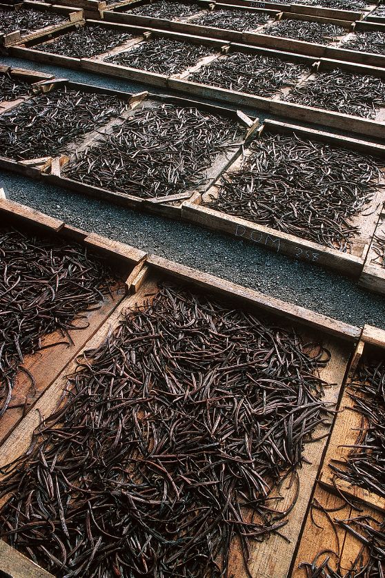 Vanilla drying in Madagascar