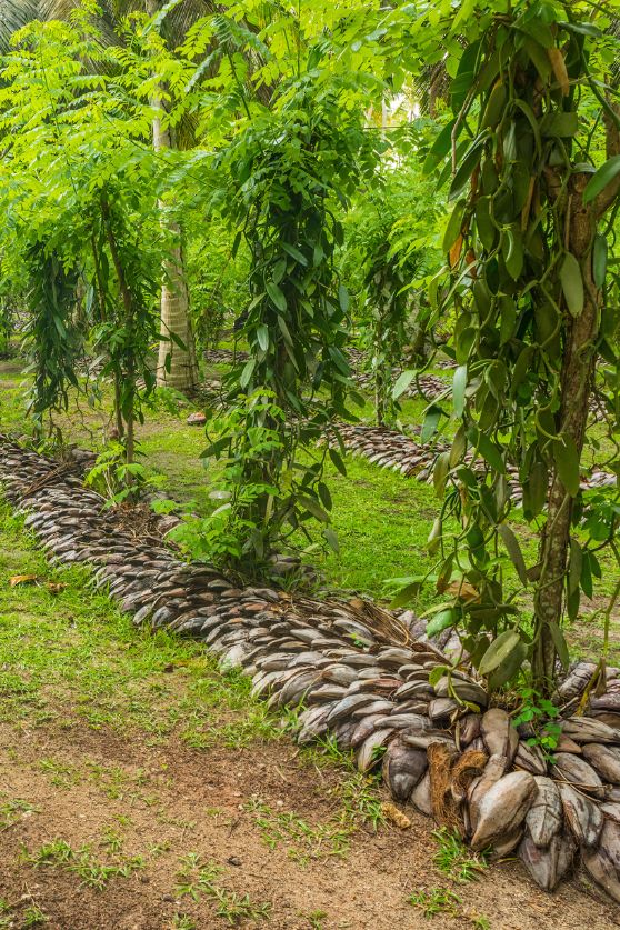 A vanilla plantation, Madagascar