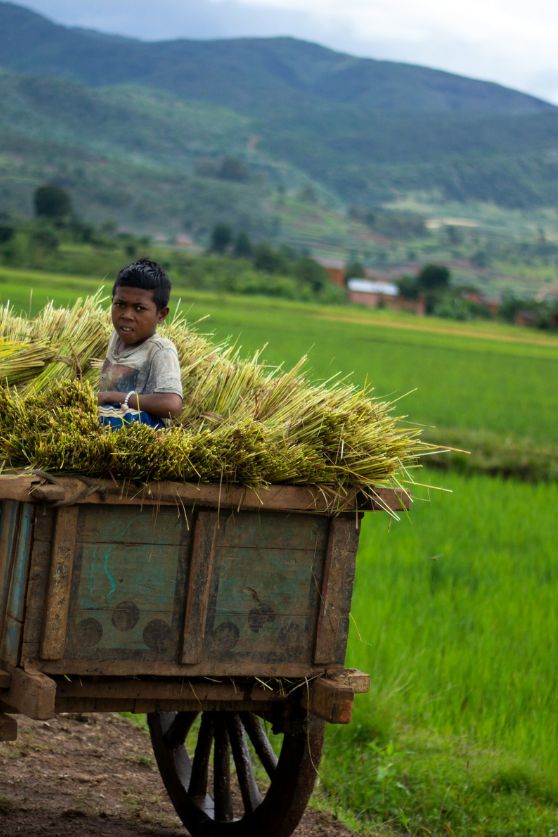 Helping with the harvest in Madagascar